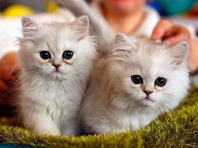 Породы кошек в Новопавловске | ЗооТом портал о животных