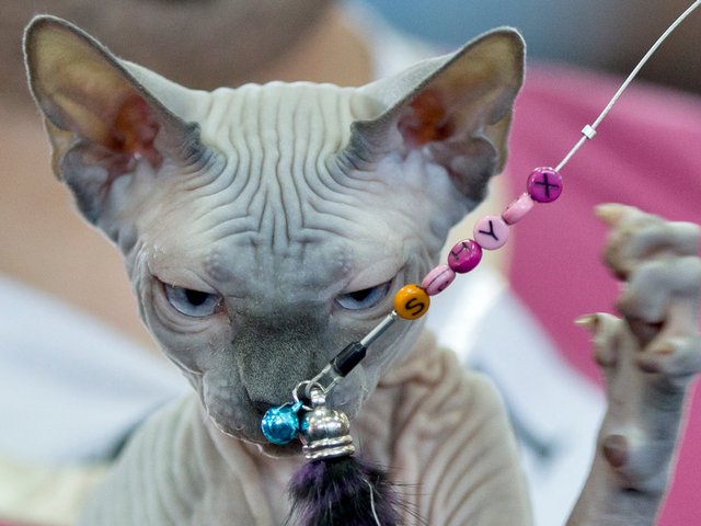 Выставки кошек в Новопавловске | ЗооТом портал о животных