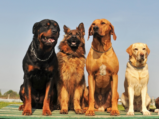 Крупные породы собак в Новопавловске | ЗооТом портал о животных