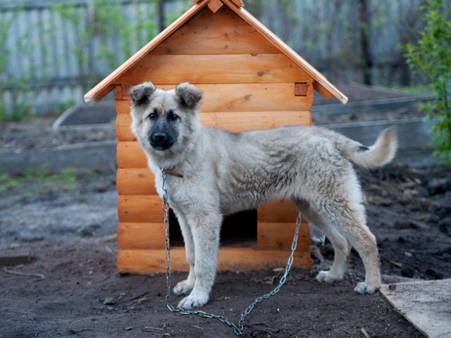 Все о собаках в Новопавловске